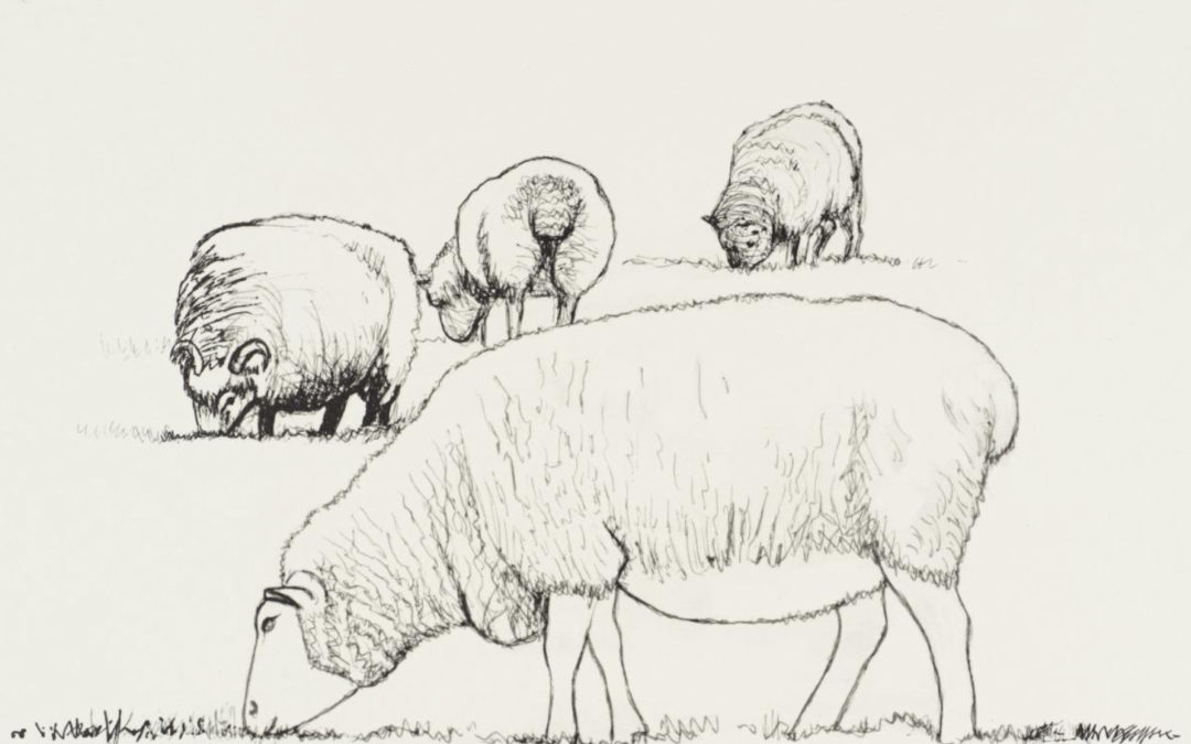 Four Sheep Grazing