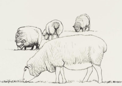 Four Sheep Grazing